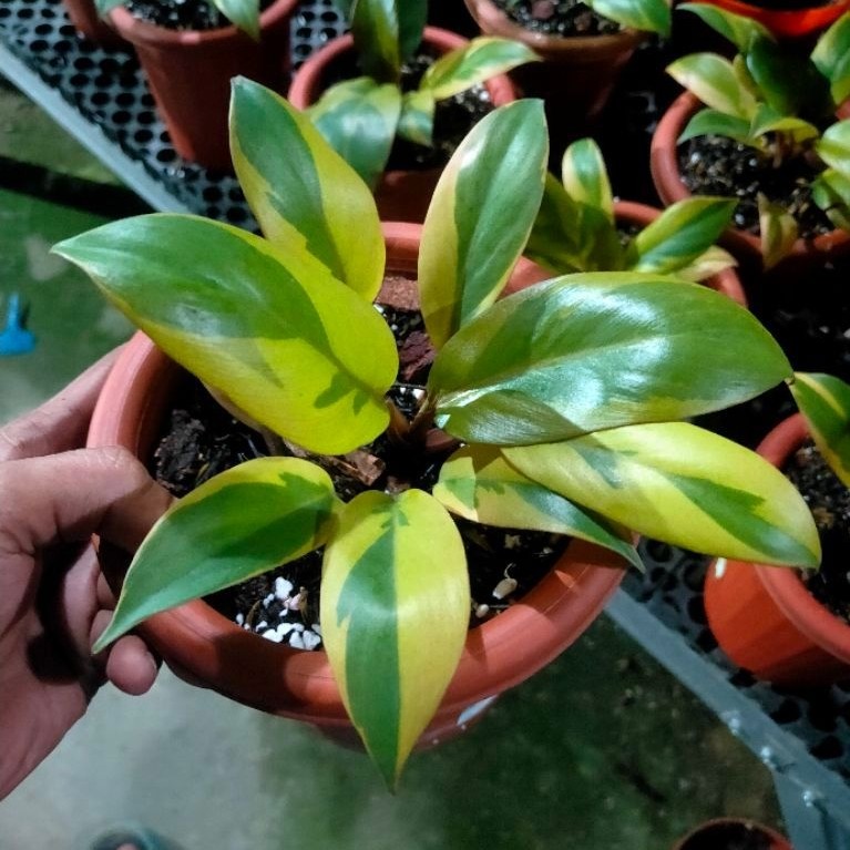 tanaman black cardinal varigata