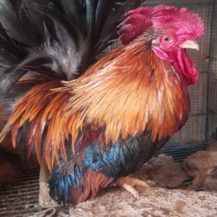AYAM KATE CEPER SEPASANG "ayam sesuai foto dan video"