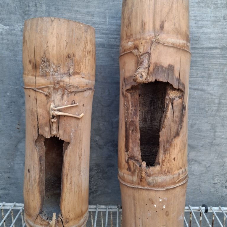 BAMBU UNIK PETUK JALU BOSS BORONGAN (2 BAMBU) ISTIMEWA