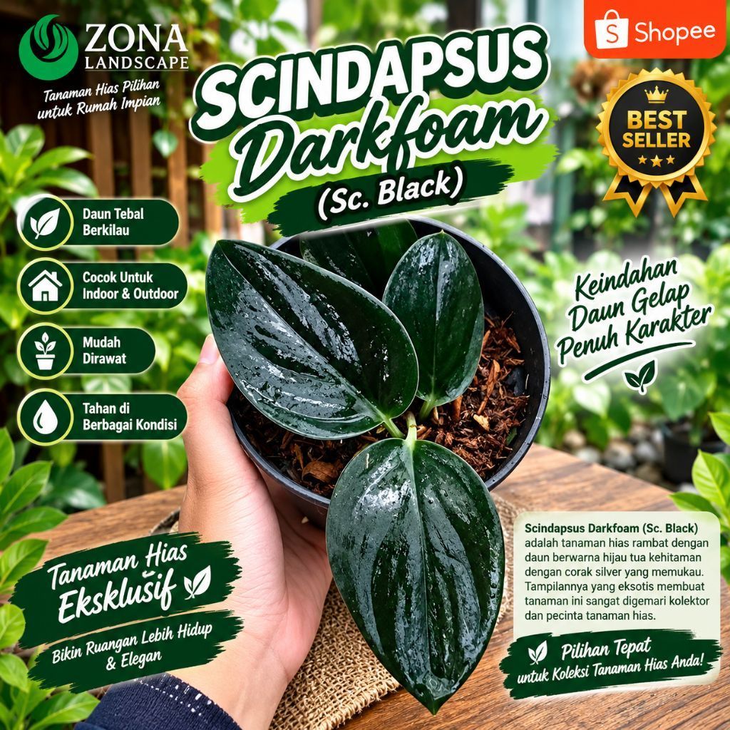 Tanaman hias scindapsus treubii darkfoam - scindapsus black