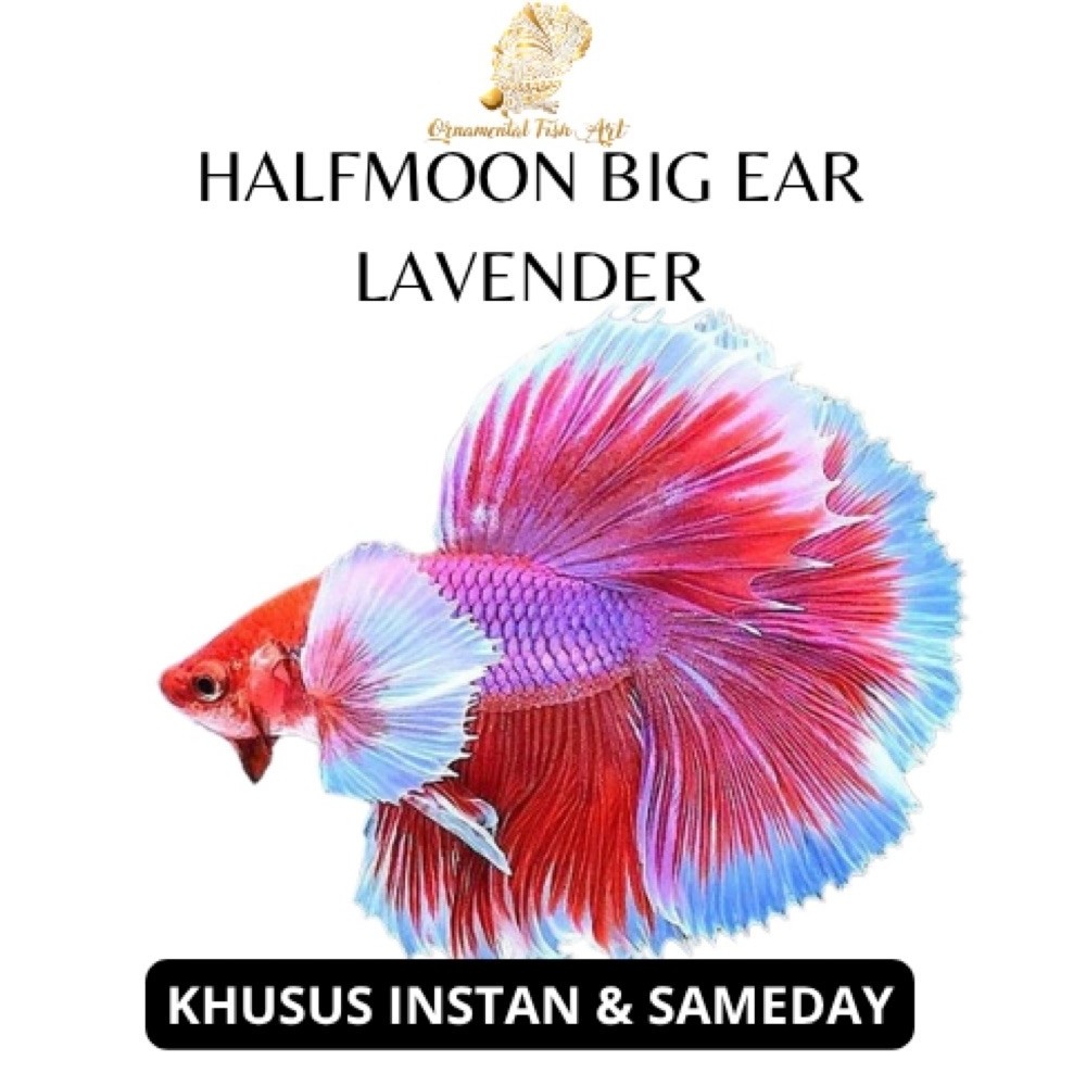 Ikan Cupang Halfmoon Big Ear Lavender Size S-M Jantan Random