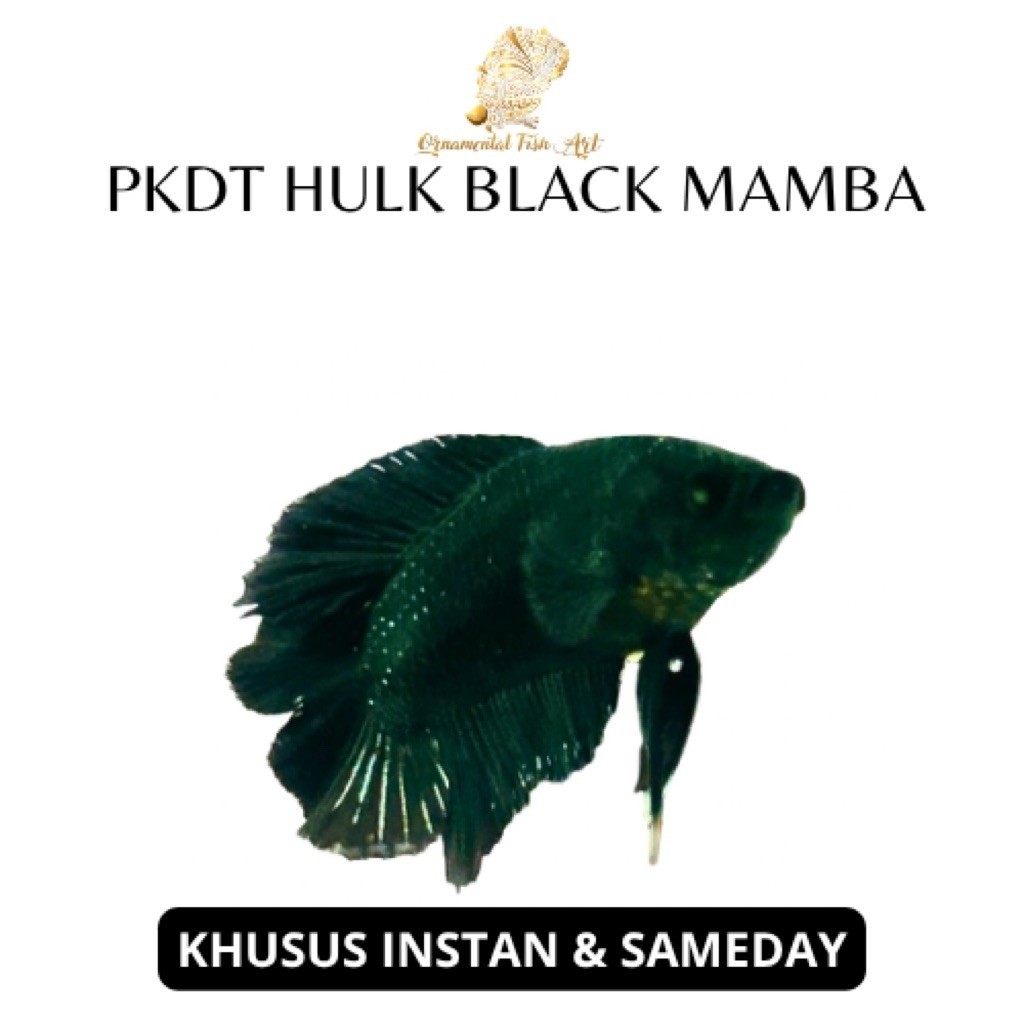 Ikan Cupang Pkdt Hulk Black Mamba Size S-M Jantan Random