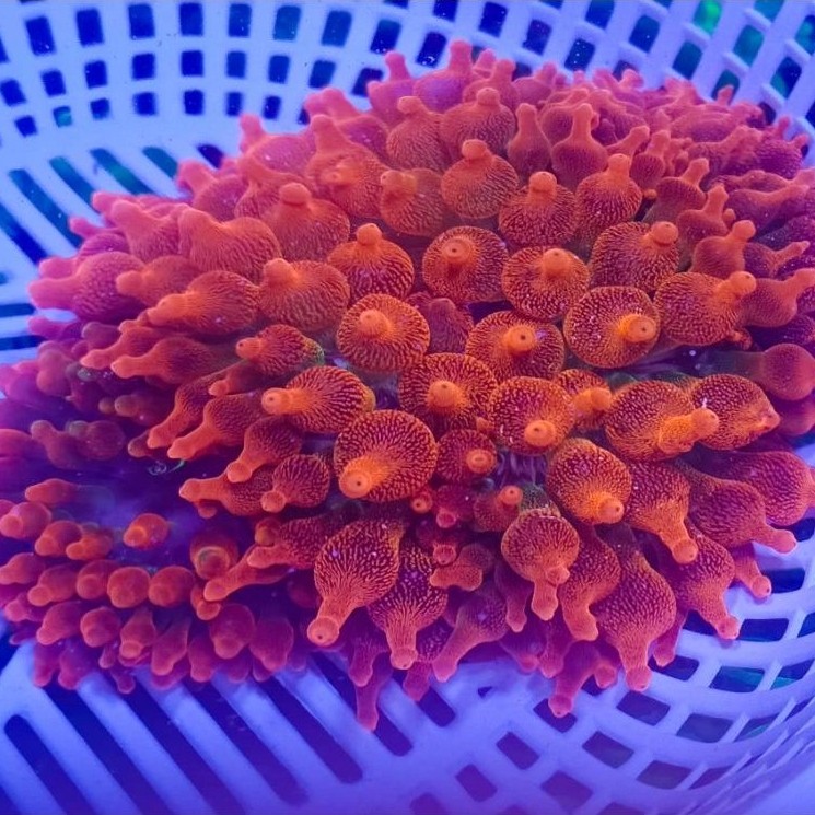 Koral Anemon Jagung Sunburst Merah / Bubble tip red Anemone Sunburst