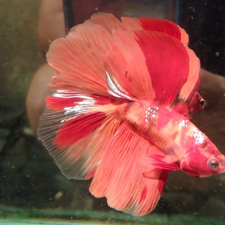Ikan cupang hias aquarium HMDT Nemo Size M