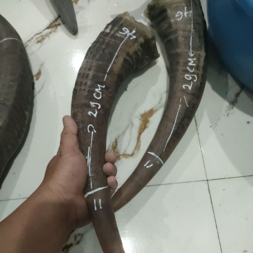 tanduk kerbau bule borongan