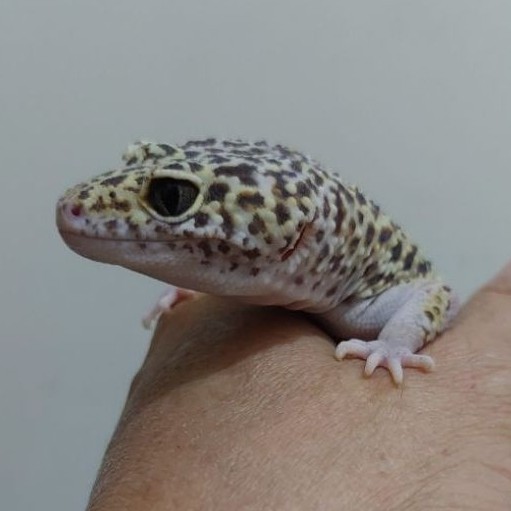 (3) GECKO LEOPARD DEWASA, INDUKAN SEHAT, CAKEP