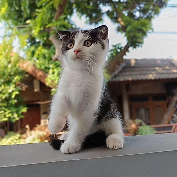 British Short Hair Jantan Kucing BSH 6 Bulan