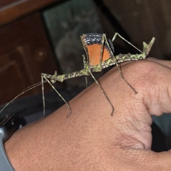 Javanese Lichen Stick Insect/Pseudodiacantha macklotii