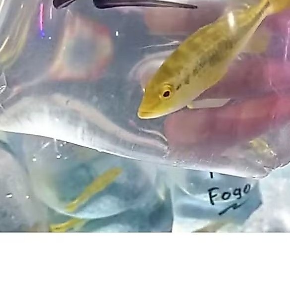PBASS KELBERI BAHIA UKURAN 8-10 CM