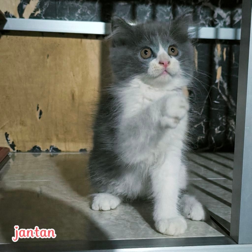(BISA COD) Kucing  Persia Anggora Himalaya Ragdoll Kitten Anak Kucing Kecil