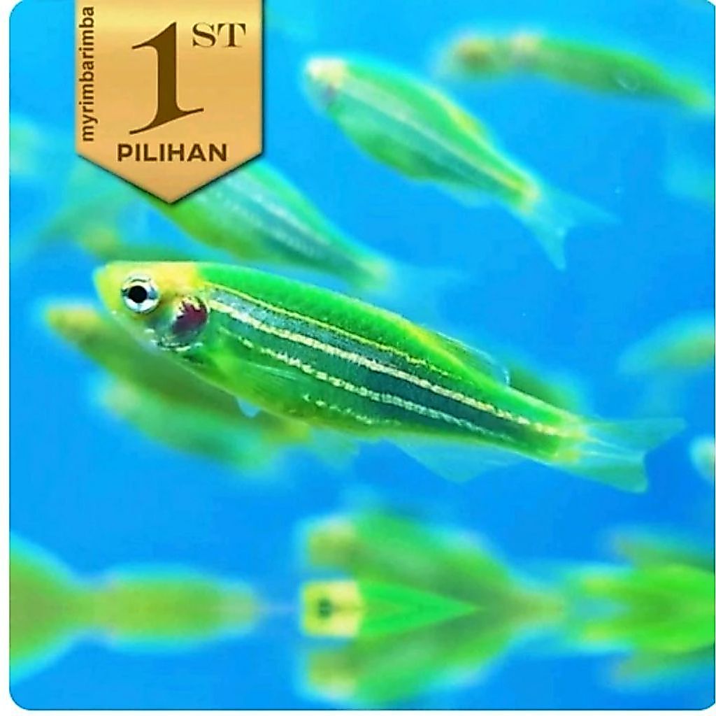 Green Danio Zebra Ikan Hias Aquascape Hiasan Aquarium Tanaman Air Tawar