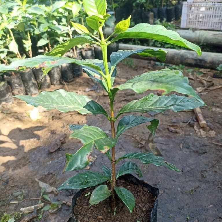 bibit ateng super (bercabang) 10pcs