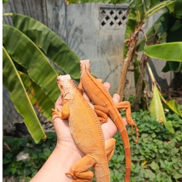 PELET IGUANA RED HYPO - HYPO IGUANA - HYPO
