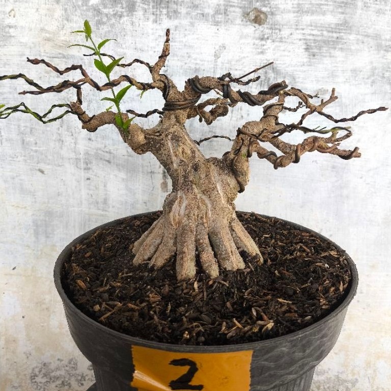 bonsai anting putri rapet prospek