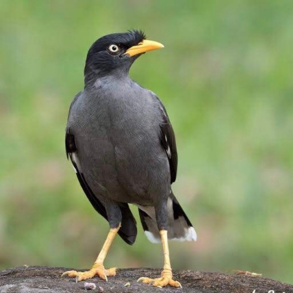 telur burung hybrid jalak kebo X nias fertil original