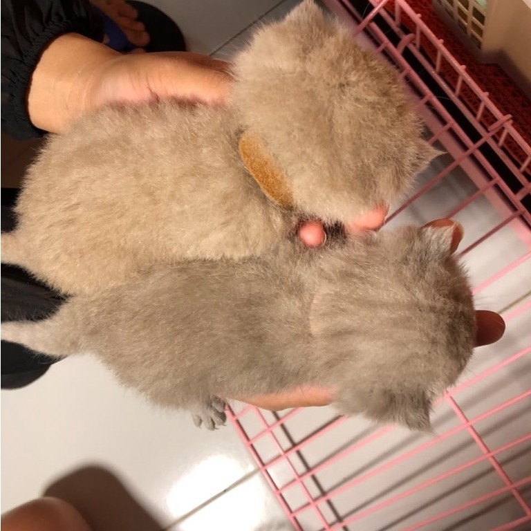BSH Kitten