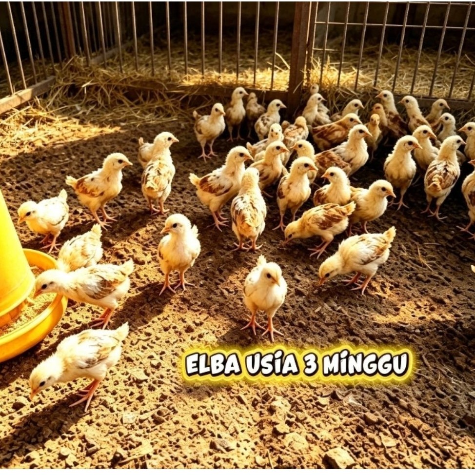Ayam elba petelur sudah vaksin dan sehat