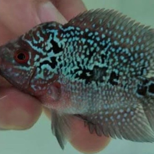 Louhan Burayak Ikan Louhan F3 3-5 Cm Garansi Tukar