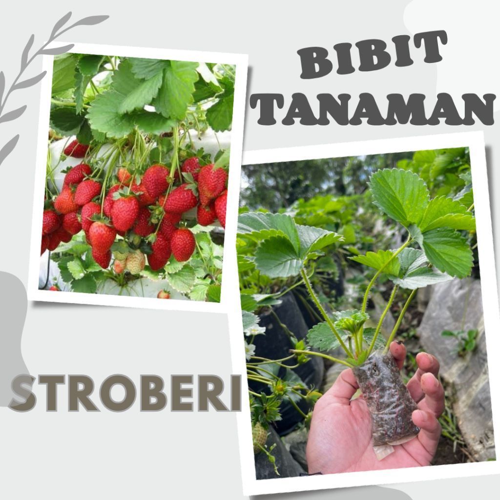 Bibit tanaman strawberry - bibit tanaman stroberi - bibit buah stroberi - stroberi berkualitas