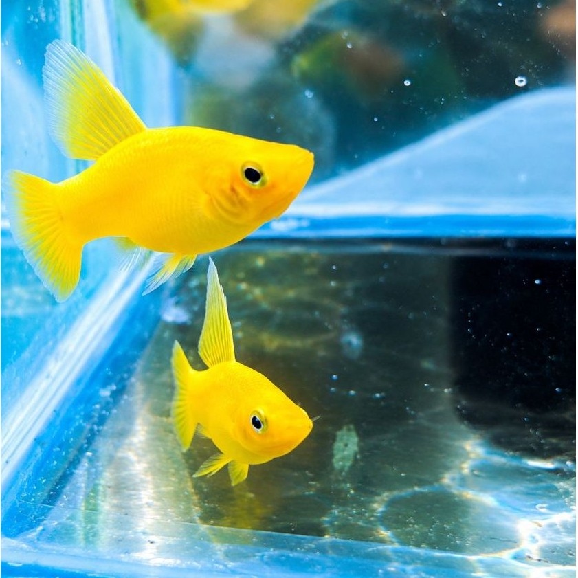 platy variatus yellow highfin 1 jantan dan 2 betina