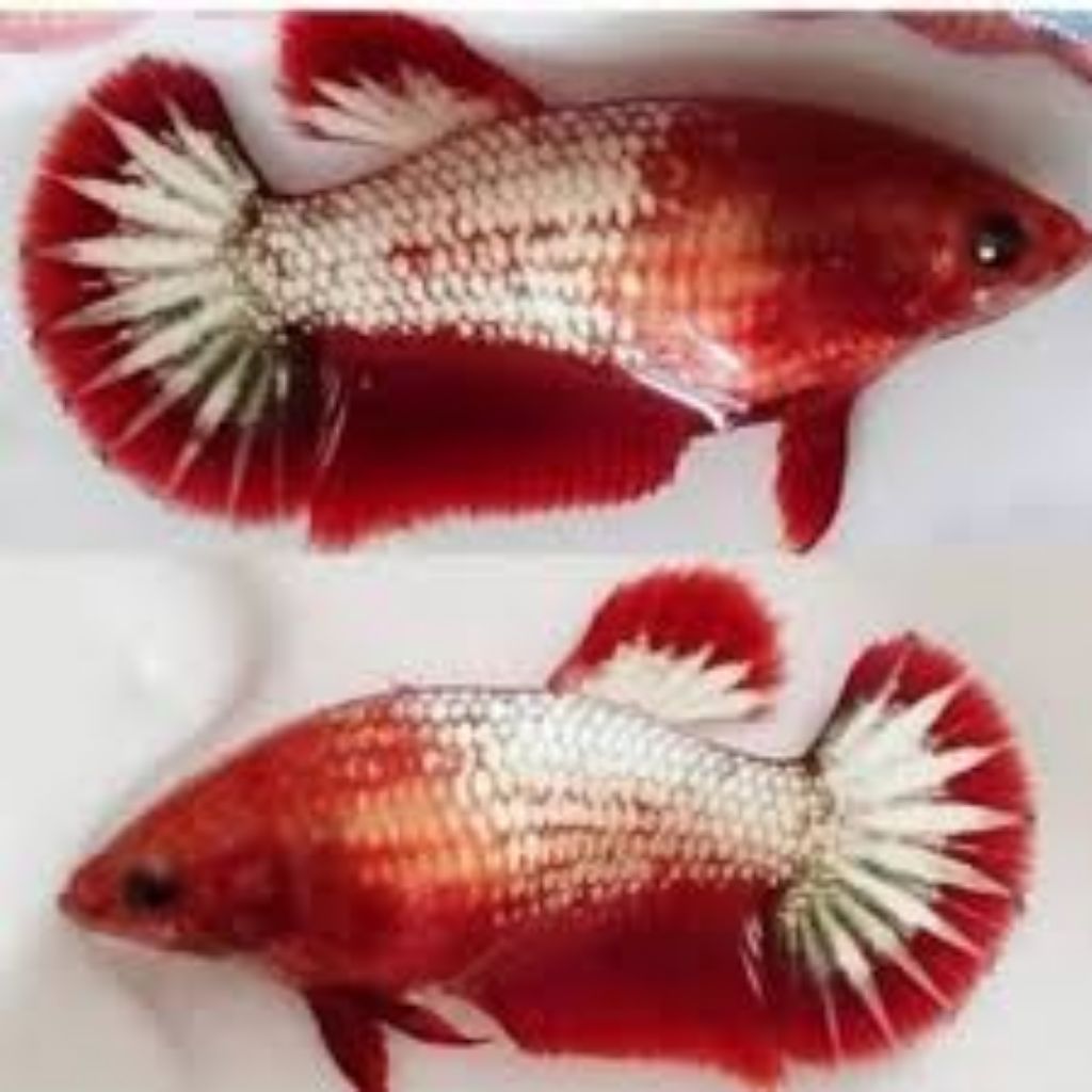 Female Red Fccp