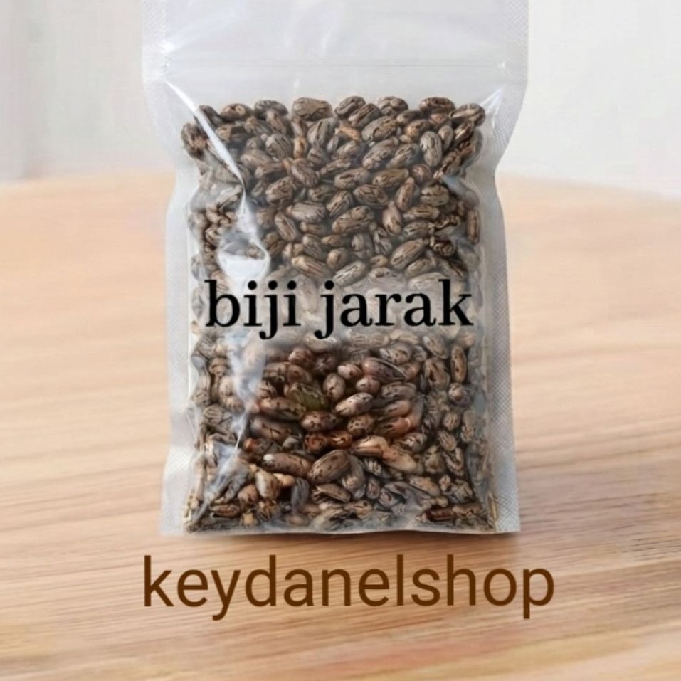 Biji jarak benih biji jarak isi 100 biji