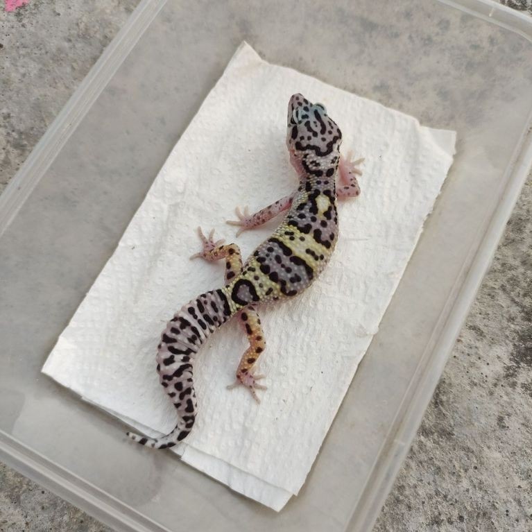 MAINAN ANAK GECKO JUVE TUG SNOW BN_MALE