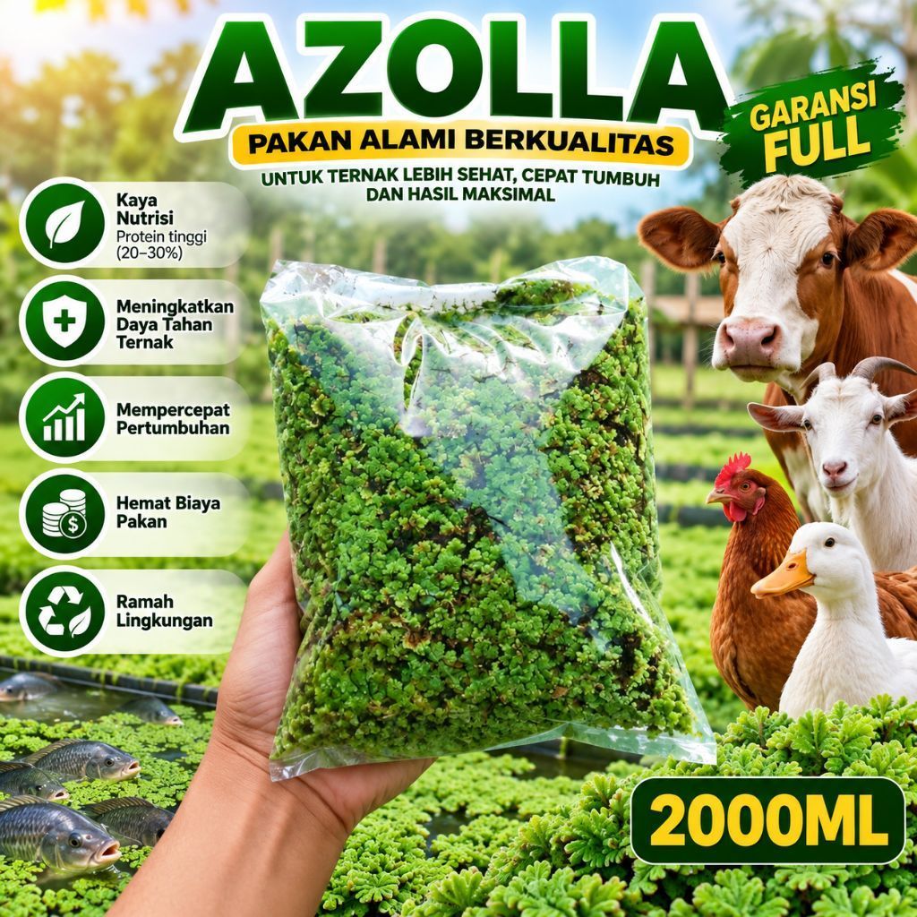 Bibit Azola Microphylla Segar Kemasan 2000ml, azola pakan ternak, tanaman air azola microphylla