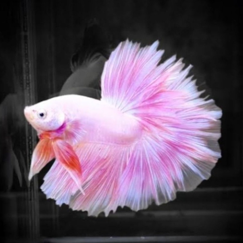HALFMOON PINK,SUPER RED,WHITE PLATINUM,SOLID BLUE DAN PASTEL DEKORASI DAN ORNAMEN AQUARIUM