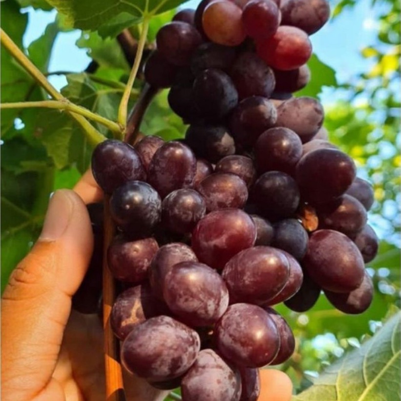 Bibit Anggur Import Early Adora