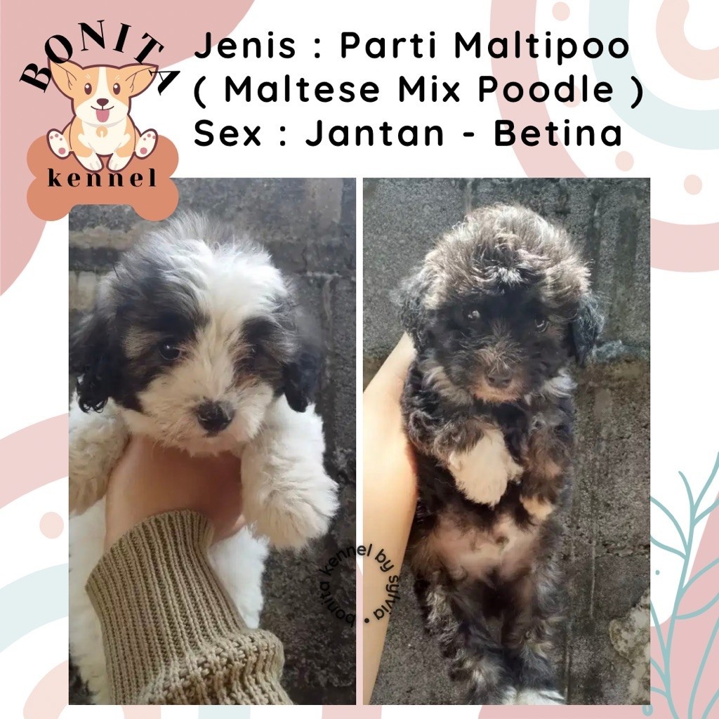 Maltipoo Anjing Maltese Mix Poodle Anjing Poodle Maltis Maltipo