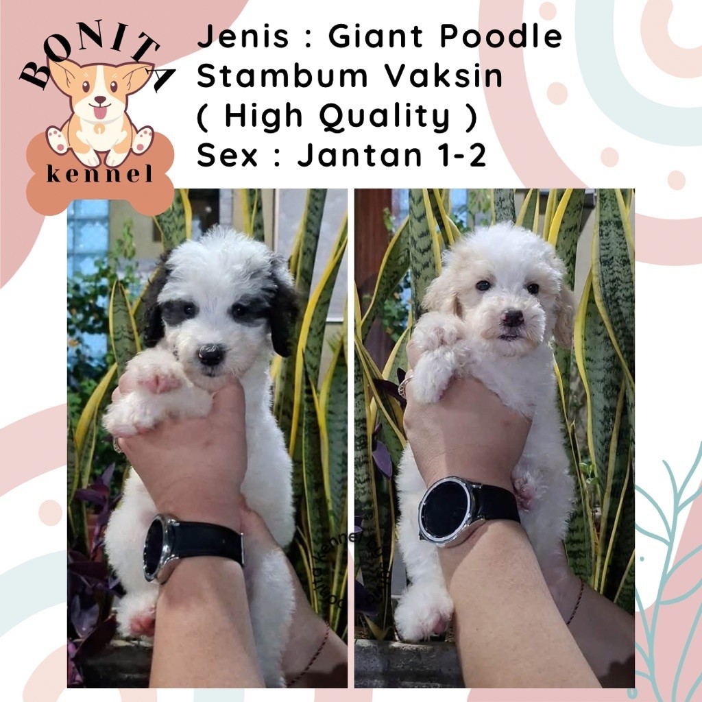 Particolor Giant Poodle Stambum Anjing Poodle Giant Jantan Betina