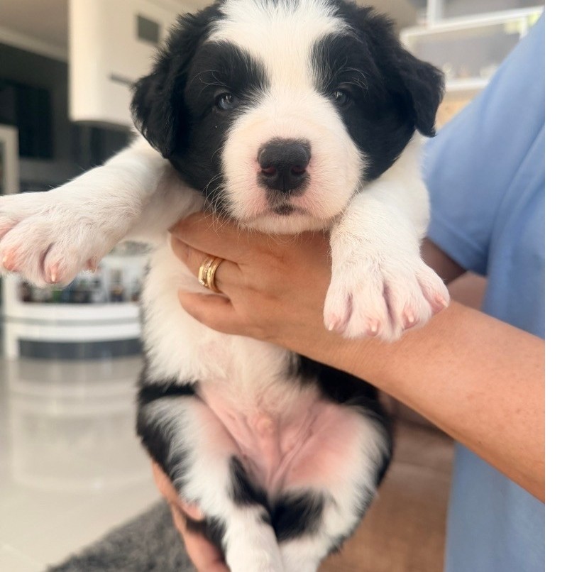 border collie puppy jantan