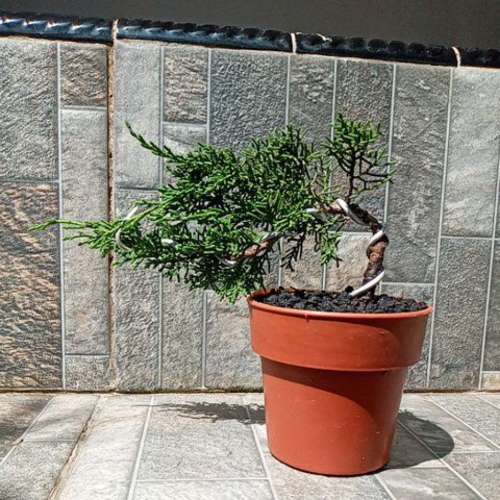 Bonsai Cemara Sargenti