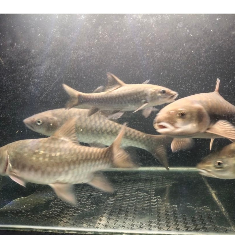 IKAN MAHSEER, RAGALAN , DEWA