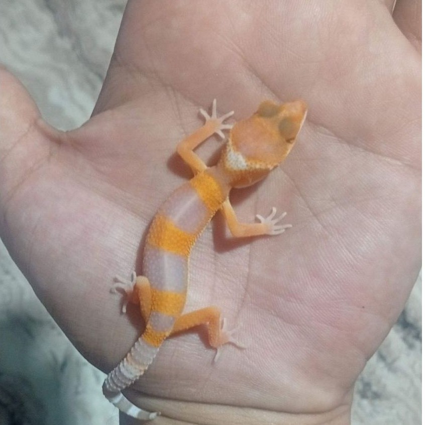 Hiasan Gecko Leopard Sunglow Tremper Albino