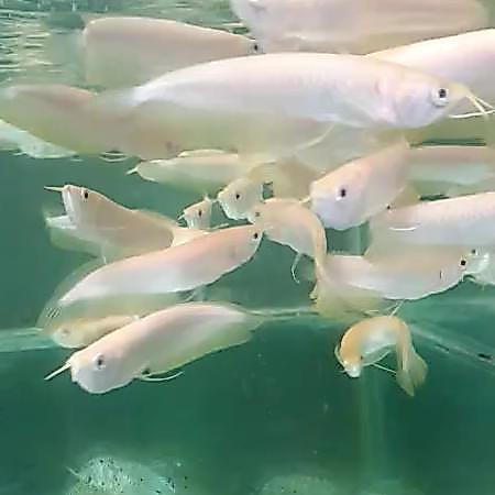 Arwana Arowana Silver Albino Terbaru 