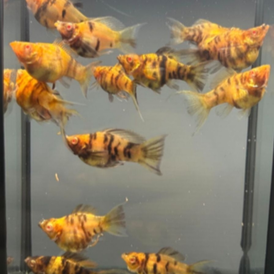 molly long albino caramel