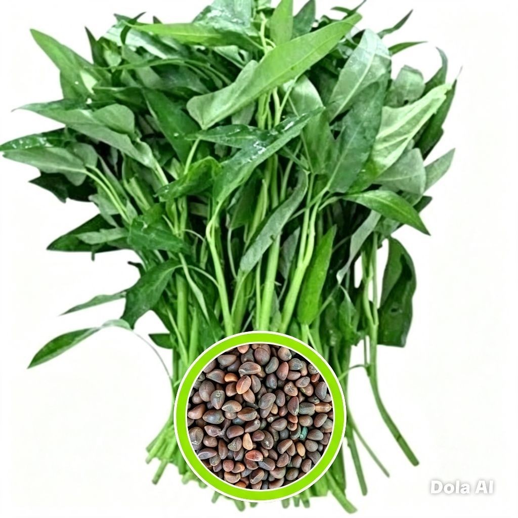 100 BIJI BENIH Bibit Kangkung - Bibit Benih Kangkung I Sayuran Kangkung