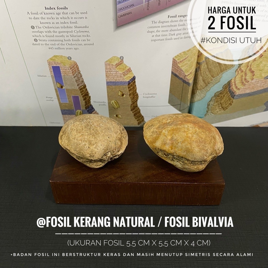 Fosil Kerang Purba Natural A22 atau Fossil Bivalvia atau Fosil Kijing atau Fosil Shell atau Fosil Ke