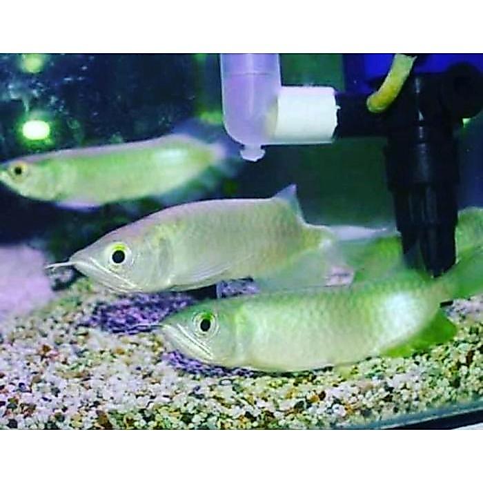 Arowana Green Pino Arwana Green Pino 10-11Cm Kosongan Tanpa Serti Terbaru 