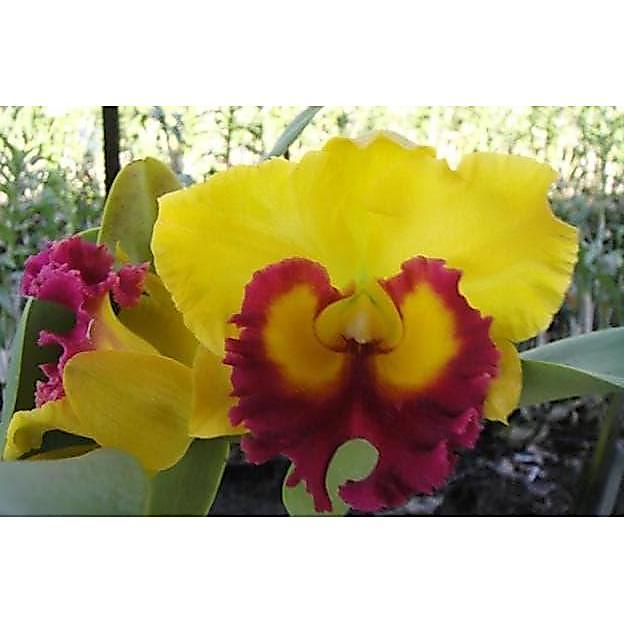 Cattleya BLC Thong Suphan