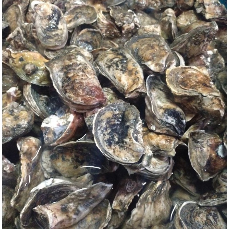 Kerang Oyster tiram live Kerang Tiram Hidup Live bergaransi