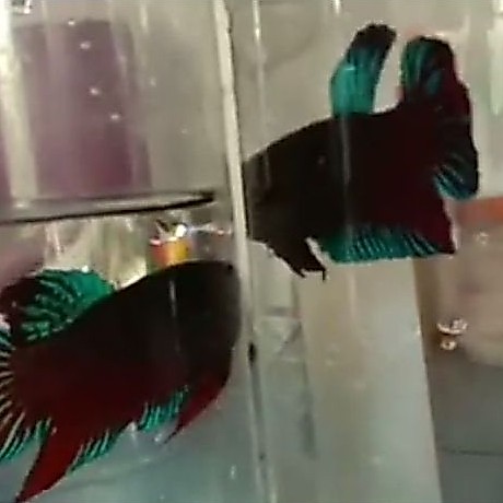 cupang asli betta imbelis cupang alam 3 pasang 3jantan 3 btina