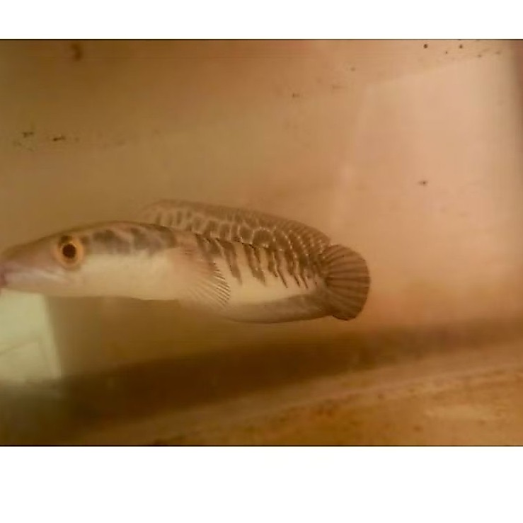 Channa Yellow Sentaru 14-15cm