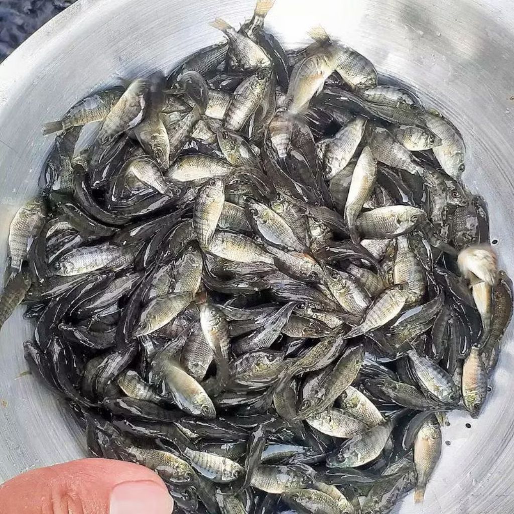 Bibit Ikan Mujair Mujaer - Benih Ikan Nila Hitam
Nirwana Isi 1 Liter - Gratis Pelet