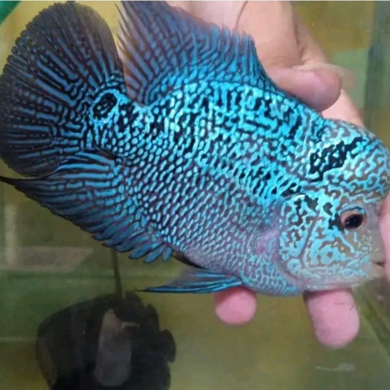 koleksi lohan cencu full mutiara batik 7-9cm