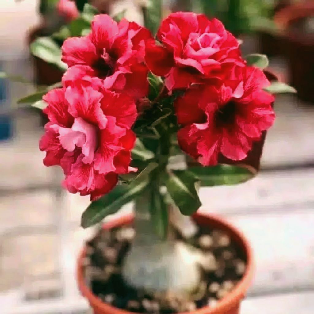 Tanaman Hias Adenium Kamboja jepang Bunga Tumpuk - Adenium Bunga Tumpuk Merah