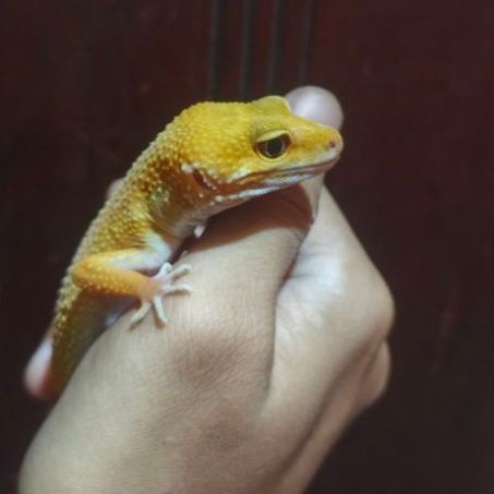 Promo Mainan Anak Gecko Sunglow Bonus Calcium
