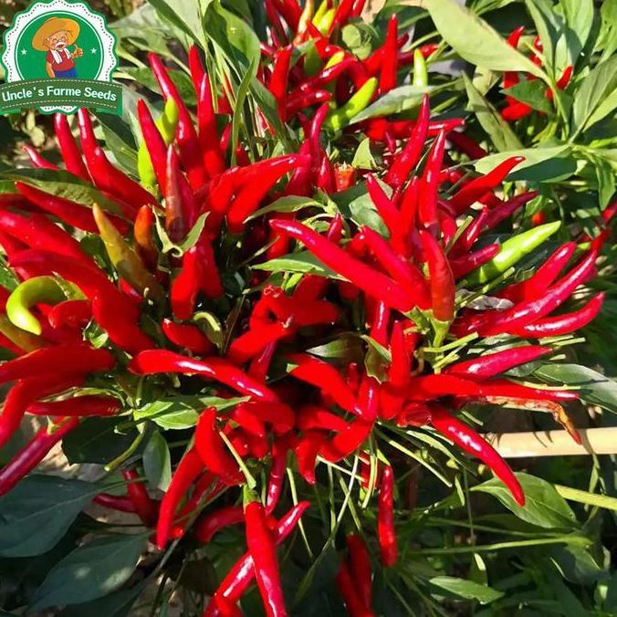 300pcs/pack Benih Cabai Merah Organik Segar Untuk Menanam Sayuran, Hasil Tinggi, Cabai Hibrida Silin